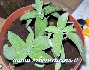 Talee di salvia