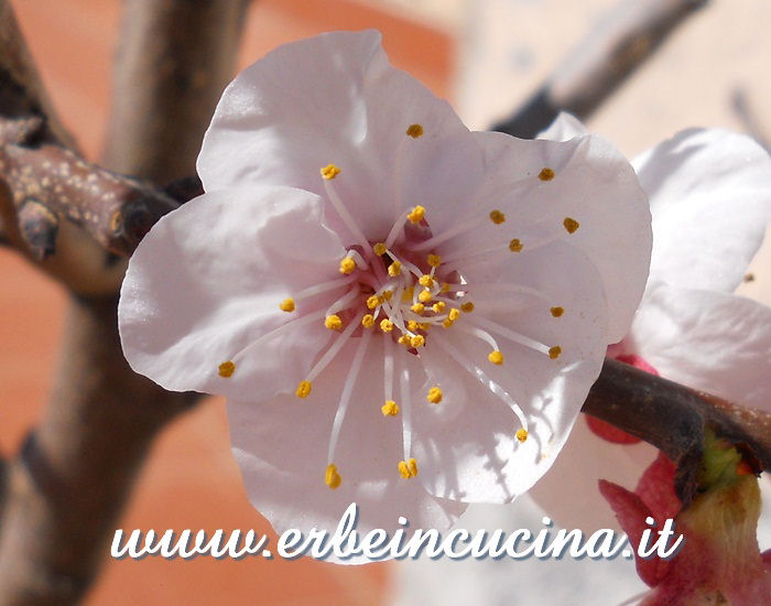 Apricot flower