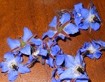 Fiori di borragine