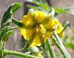 Fiore di pomodoro Bear Claw