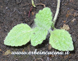 Salvia sclarea