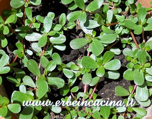 Purslane