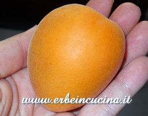 Apricot