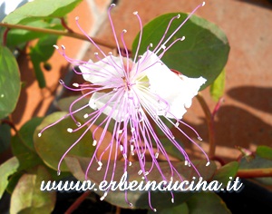 Caper flower