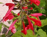 Salvia coccinea