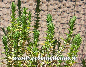 Thyme