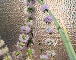 Fiori di mentuccia