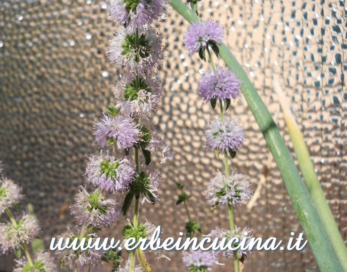 Pennyroyal flowers