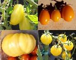 Giallo pomodoro