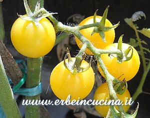 Pomodoro ciliegino Biancaneve