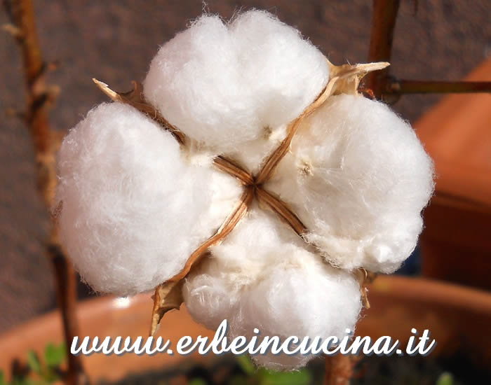 Cotton
