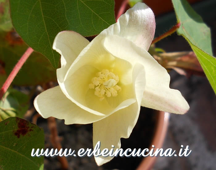 Cotton flower
