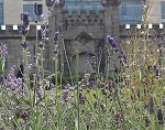 Lavender flowers in Dublin