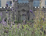 Fiori di lavanda a Dublino