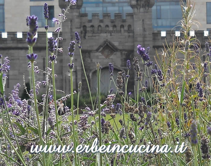 Fiori di lavanda