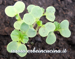 Pak Choi