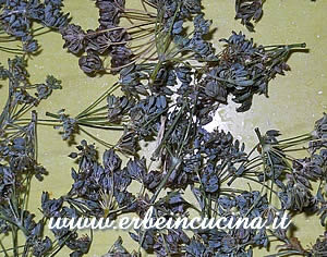 Fennel