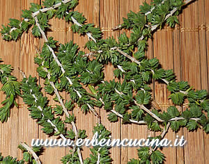 Thyme