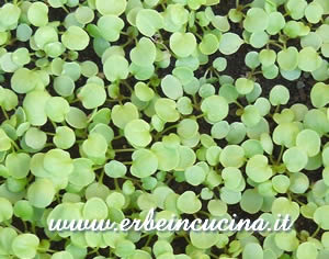 American cress