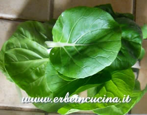 Pak Choi