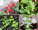 Salvia Coccinea, senape indiana, sanguisorba, basilico