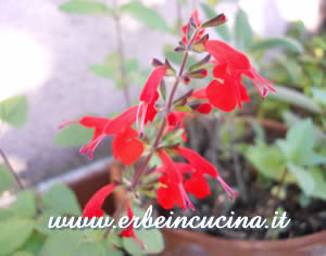 Salvia coccinea