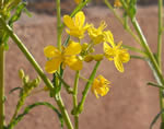 Fiore di mizuna