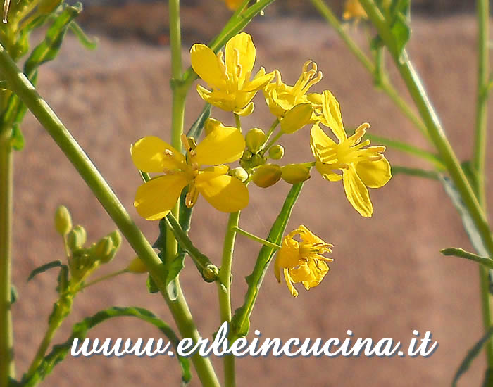 Mizuna flower