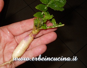 Mini turnip