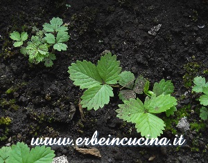 Fragoline