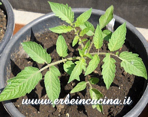 Pomodoro Salchicha
