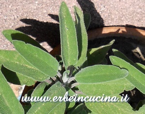 Salvia