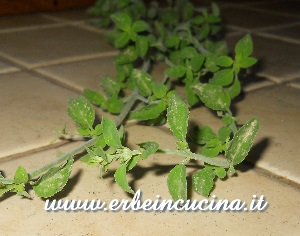 Calamint