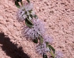 Fiore di nepetella