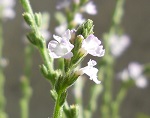 Fiore di verbena