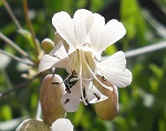 Fiore di silene