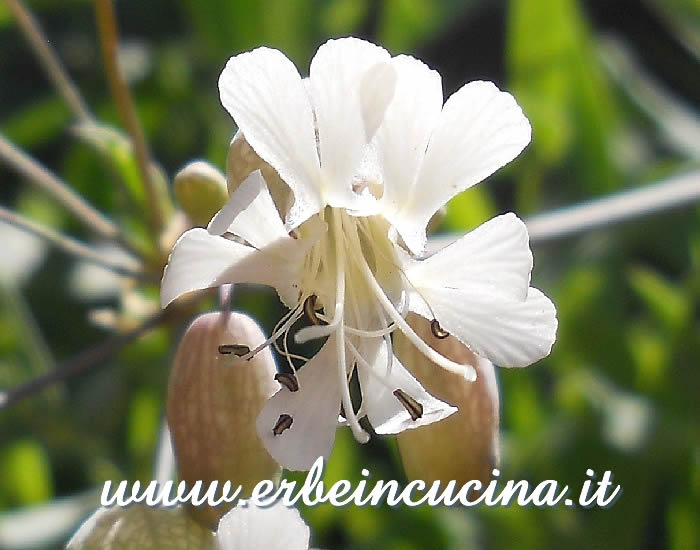 Sculpit flower