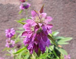 Fiore di monarda citriodora