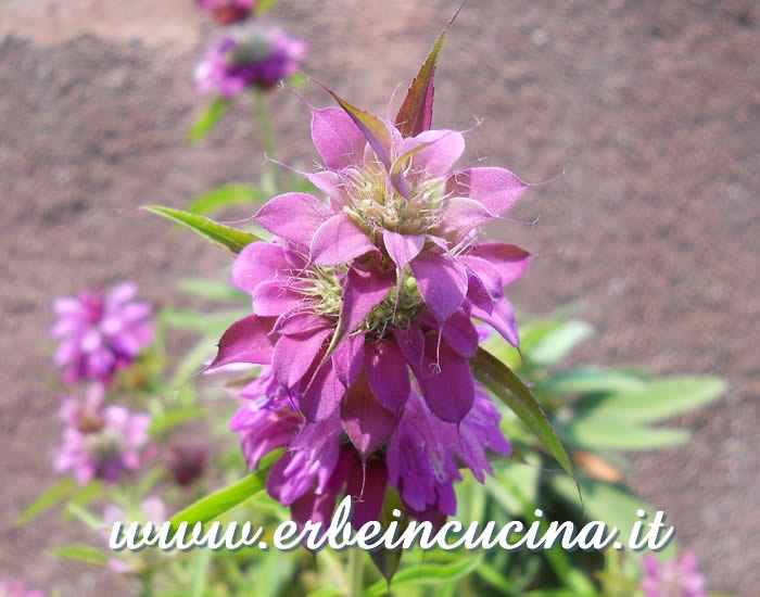 Lemon bergamot flower