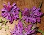 Monarda citriodora