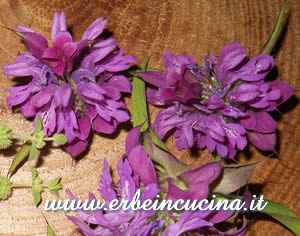 Monarda citriodora