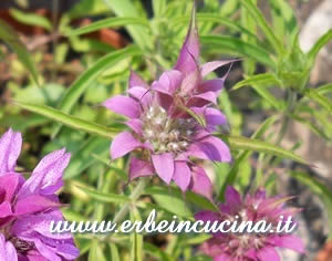 Monarda citriodora