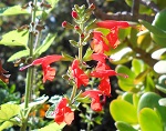 Salvia coccinea