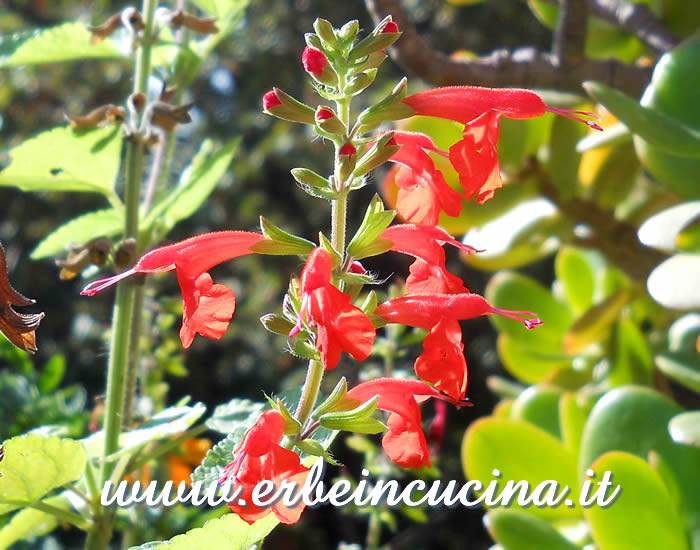 Salvia coccinea