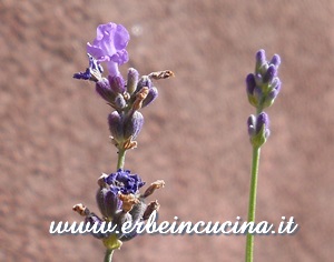 Lavanda