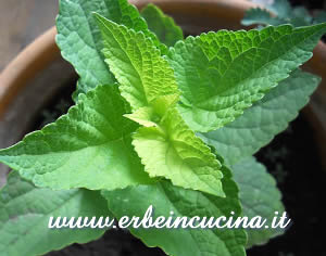 Anice menta