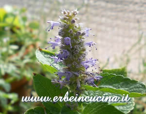 Anice menta