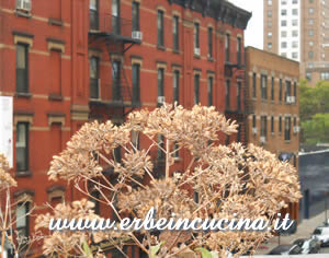 High line park