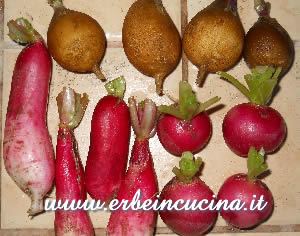 Radisjes