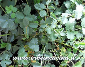 Sanguisorba